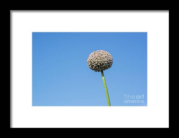 Allium Framed Print featuring the photograph Onion Flower #4 by John Greim