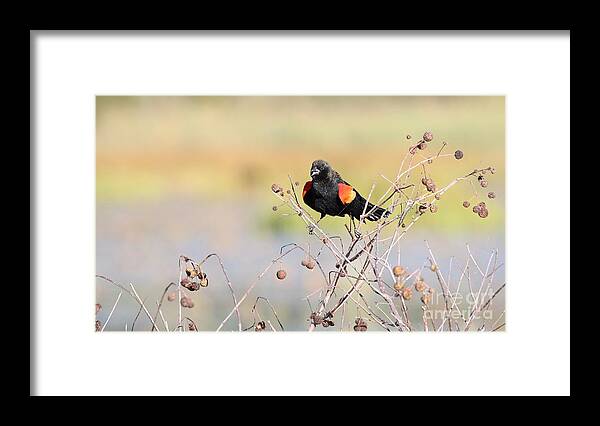 Nature Framed Print featuring the photograph Red-winged Blackbird #4 by Jack R Brock