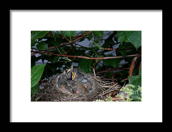 Robin Framed Print featuring the photograph Robin Nestlings #4 by Ted Kinsman