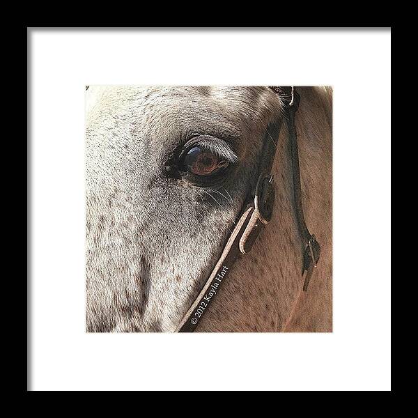 Horse Framed Print featuring the photograph #snapseed #iphone4s #iphonesia #4 by Kayla Hart