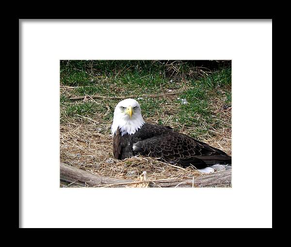 Bald Eagle Framed Print featuring the photograph Stare Down #4 by Kim Galluzzo