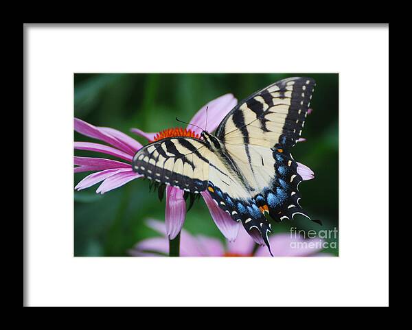 Swallowtail Butterfly Framed Print featuring the photograph Swallowtail Butterfly #4 by Lila Fisher-Wenzel
