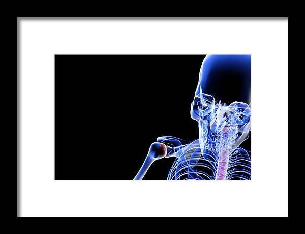 Horizontal Framed Print featuring the digital art The Bones Of The Head And Face #4 by MedicalRF.com