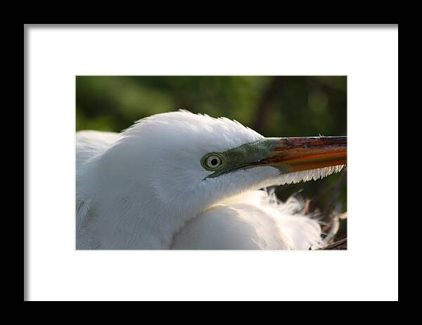 White Egret Framed Print featuring the photograph White Egret #4 by Jeanne Andrews