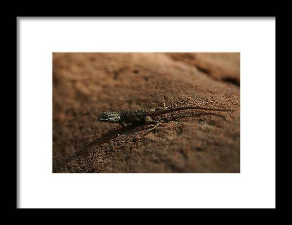 Lizard Framed Print featuring the photograph Zion National Park #4 by Benjamin Dahl