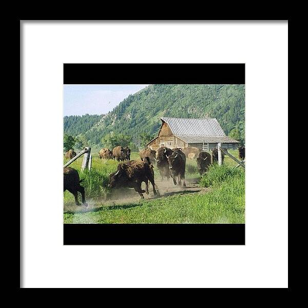 Bison Framed Print featuring the photograph Instagram Photo #41 by Harold Coombs III