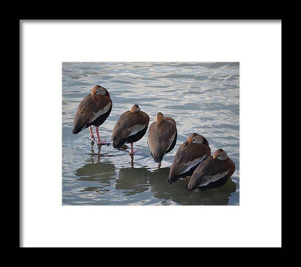 5 Framed Print featuring the photograph 5 Bars by Maggy Marsh