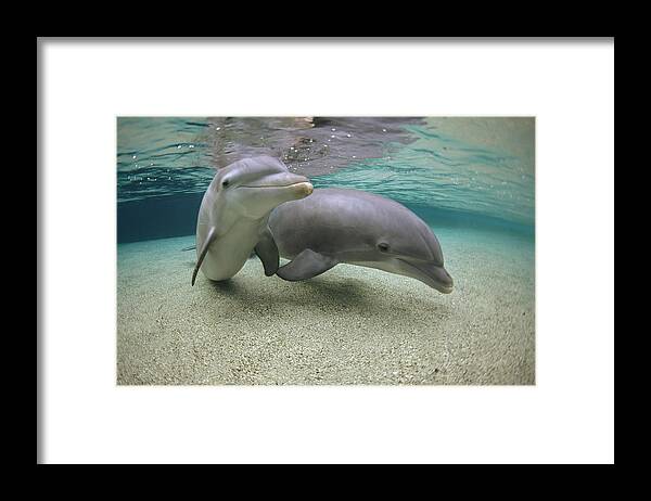 00087628 Framed Print featuring the photograph Bottlenose Dolphin Underwater Pair #5 by Flip Nicklin