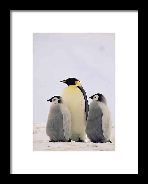 Mp Framed Print featuring the photograph Emperor Penguin Aptenodytes Forsteri by Konrad Wothe