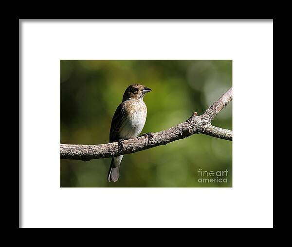 Nature Framed Print featuring the photograph Indigo Bunting #5 by Jack R Brock