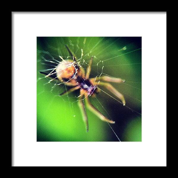 Web Framed Print featuring the photograph #macro #macroworld #macrogardener #5 by Sooonism Heng