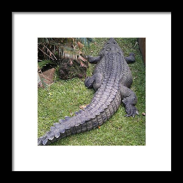  Framed Print featuring the photograph 5 Metre Croc, Palm Cove, Qld, Australia by Brad Barton