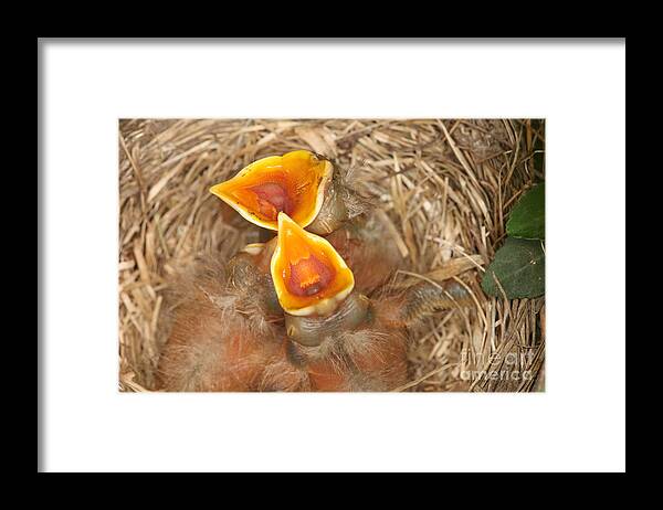 Robin Framed Print featuring the photograph Newborn Robin Nestlings #5 by Ted Kinsman