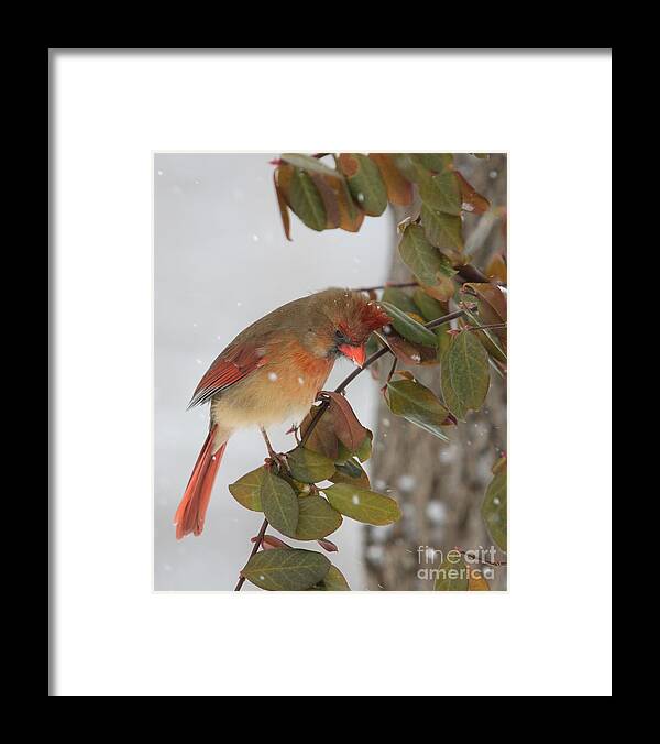 Nature Framed Print featuring the photograph Northern Cardinal #5 by Jack R Brock