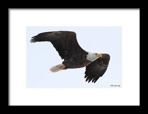 Bald Eagles Framed Print featuring the photograph Bald Eagle #52 by Steve Javorsky