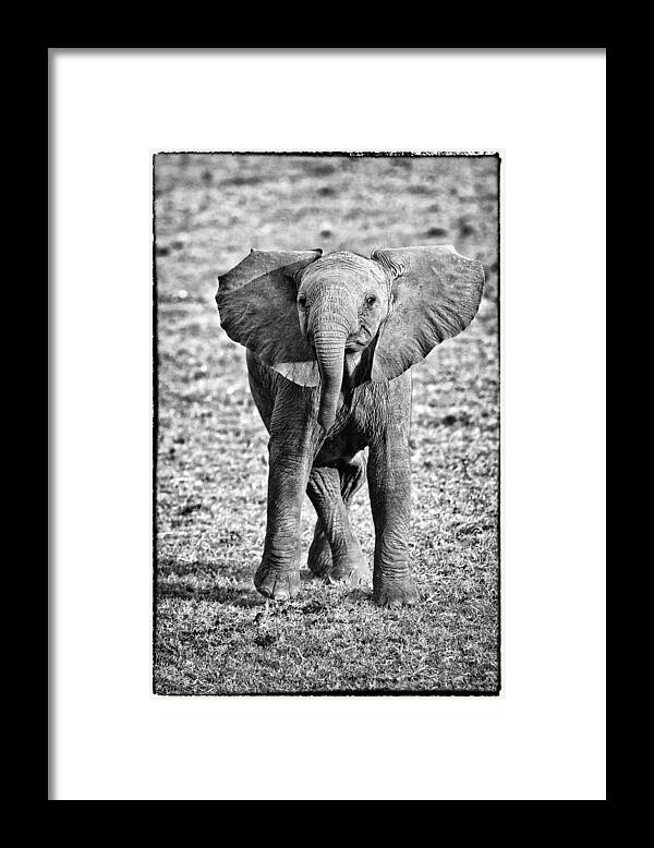 Africa Framed Print featuring the photograph African Elephant in the Masai Mara #8 by Perla Copernik