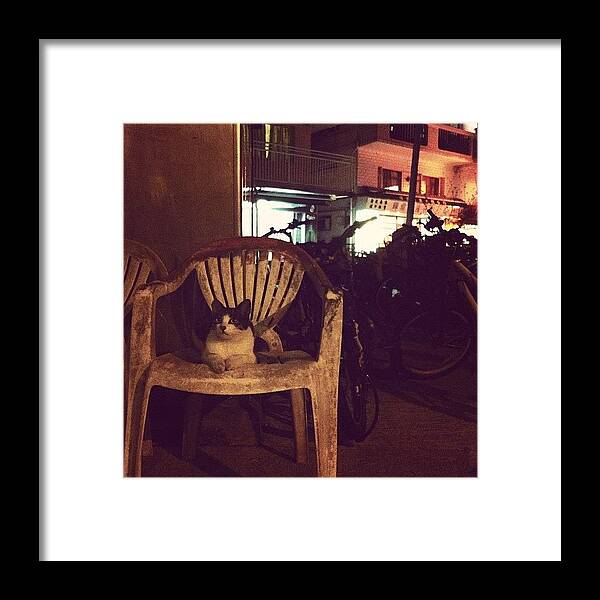 野良猫部 Framed Print featuring the photograph #cat #cats #catlovers #catoftheday #6 by TC Li
