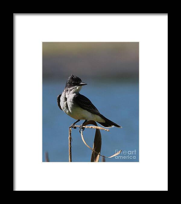 Nature Framed Print featuring the photograph Eastern Kingbird #6 by Jack R Brock