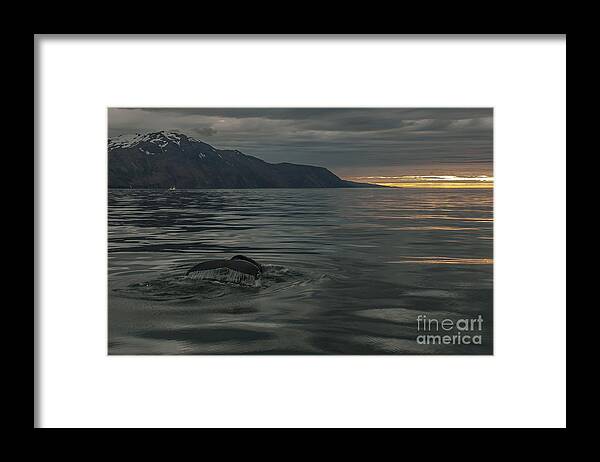 Humpbach Whale Framed Print featuring the photograph Humpbach whale #6 by Jorgen Norgaard