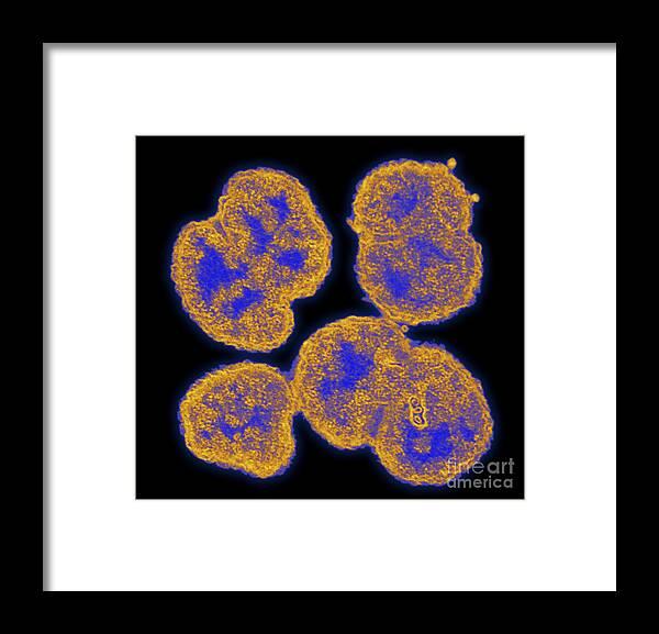 Neisseria Gonorrhoeae Framed Print featuring the photograph Neisseria Gonorrhoeae #6 by Science Source