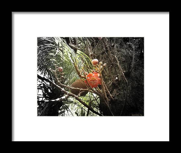 Flowers Framed Print featuring the photograph Tropical Flowers #6 by Gina De Gorna