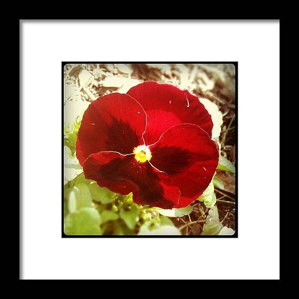 Framed Print featuring the photograph Instagram Photo #641340431450 by Renee Ellis