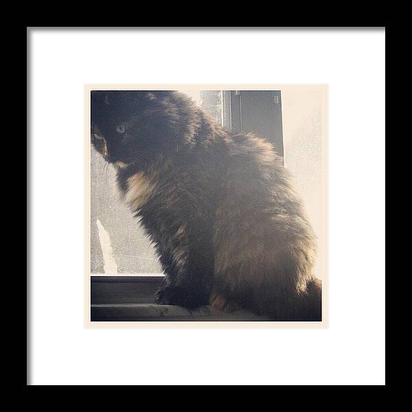  Framed Print featuring the photograph Instagram Photo #661351973602 by Jinxi The House Cat