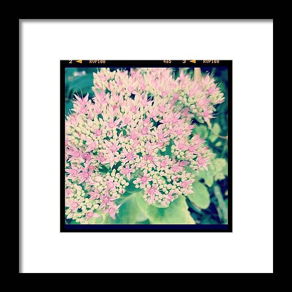 Pink Framed Print featuring the photograph #7 by Mae Simms