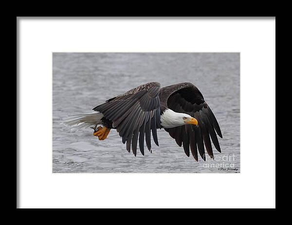 Bald Eagles Framed Print featuring the photograph Bald Eagle with Fish #7 by Steve Javorsky