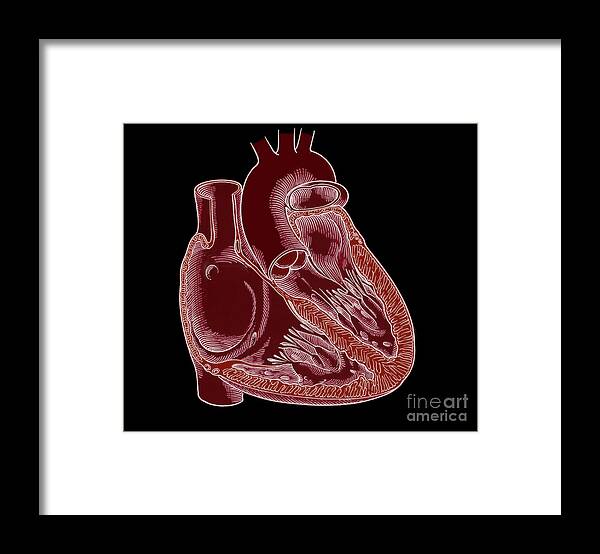 Anatomy Framed Print featuring the photograph Illustration Of Heart Anatomy #7 by Science Source