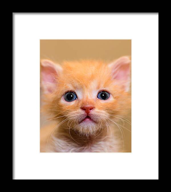 Animal Framed Print featuring the photograph Kitty #7 by Michael Goyberg