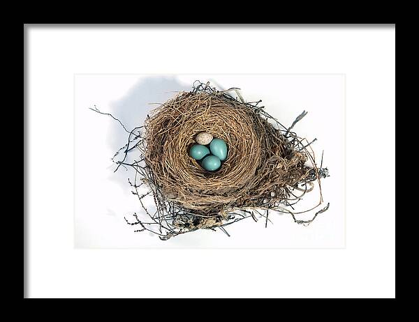 American Robin Framed Print featuring the Robins Nest And Cowbird Egg #7 by Ted Kinsman