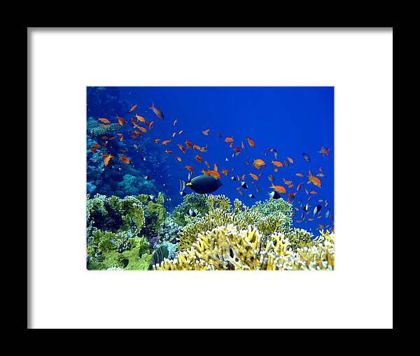 Surgeonfish Framed Print featuring the photograph Underwater landscape #7 by MotHaiBaPhoto Prints