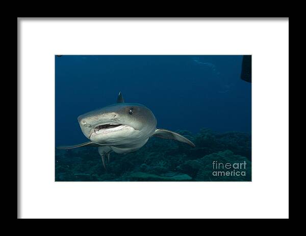 Kimbe Bay Framed Print featuring the photograph Whitetip Reef Shark, Kimbe Bay, Papua #7 by Steve Jones