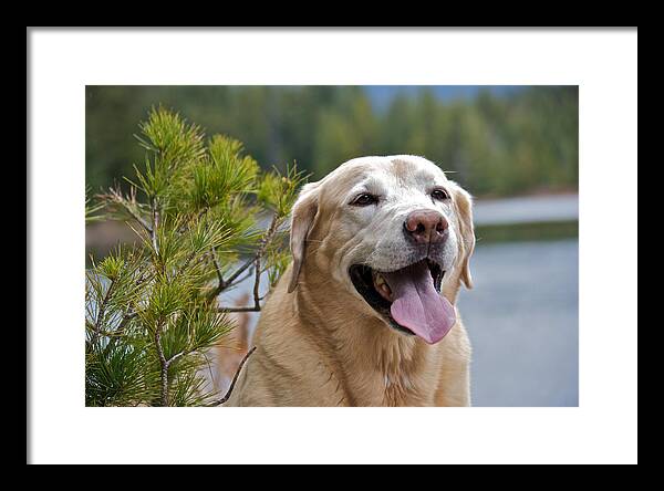 Lake Framed Print featuring the photograph Yellow Labrador #49 by Steven Lapkin