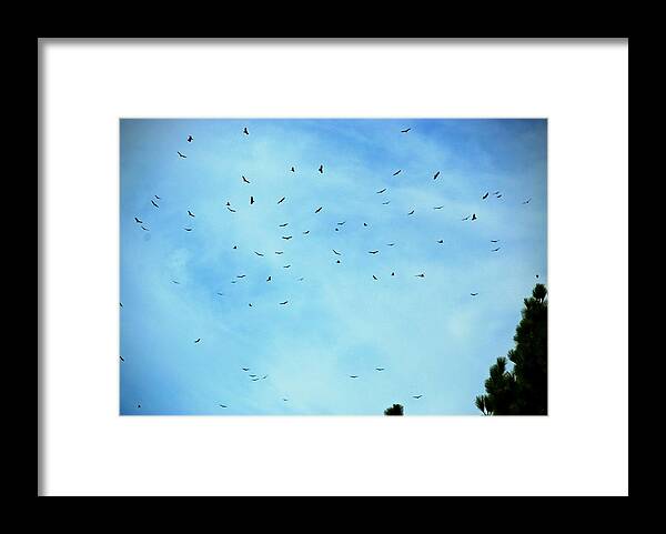 Turkey Vulture Framed Print featuring the photograph 74 Turkey Vultures by Eric Tressler