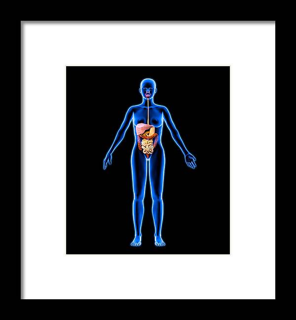 Liver Framed Print featuring the photograph Digestive System, Artwork #8 by Roger Harris