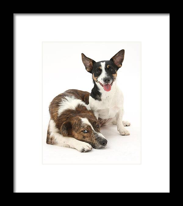 Animal Framed Print featuring the photograph Dogs #8 by Mark Taylor