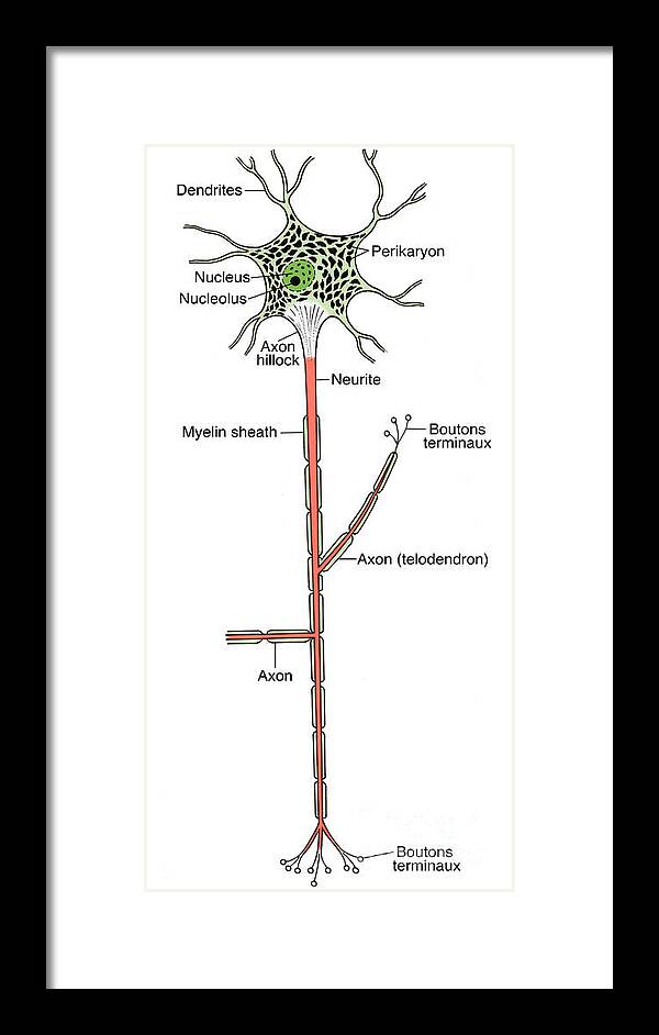 Medical Framed Print featuring the photograph Illustration Of Motor Neuron #8 by Science Source