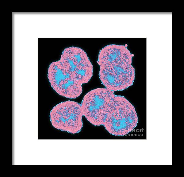 Bacteria Framed Print featuring the photograph Neisseria Gonorrhoeae #8 by Science Source