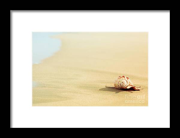 Shell Framed Print featuring the photograph Seashell #8 by MotHaiBaPhoto Prints