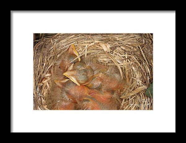 Robin Framed Print featuring the Newborn Robin Nestlings #9 by Ted Kinsman