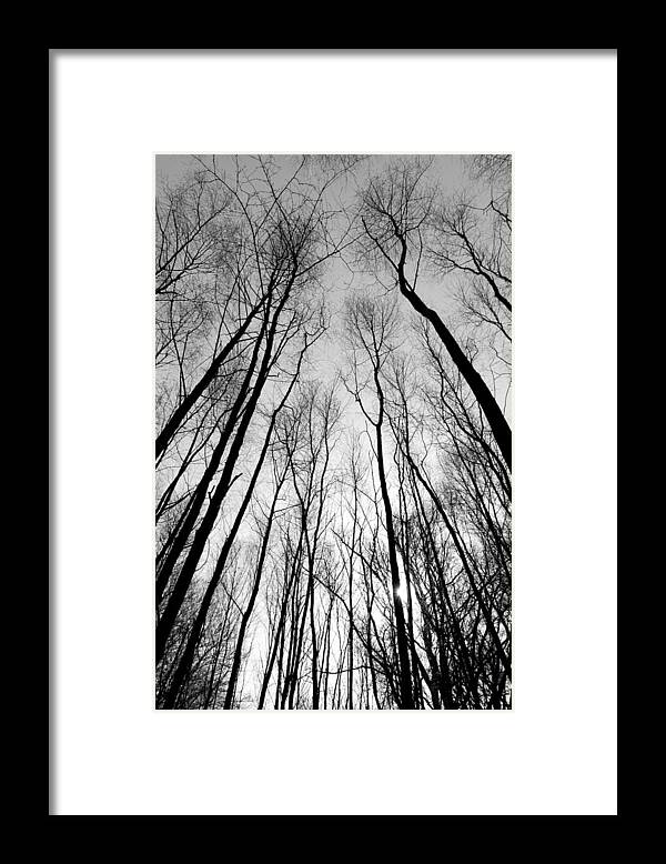 Tree Framed Print featuring the photograph Trees in Epping Forest #9 by David Pyatt