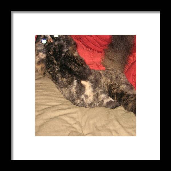  Framed Print featuring the photograph Instagram Photo #91351973606 by Jinxi The House Cat