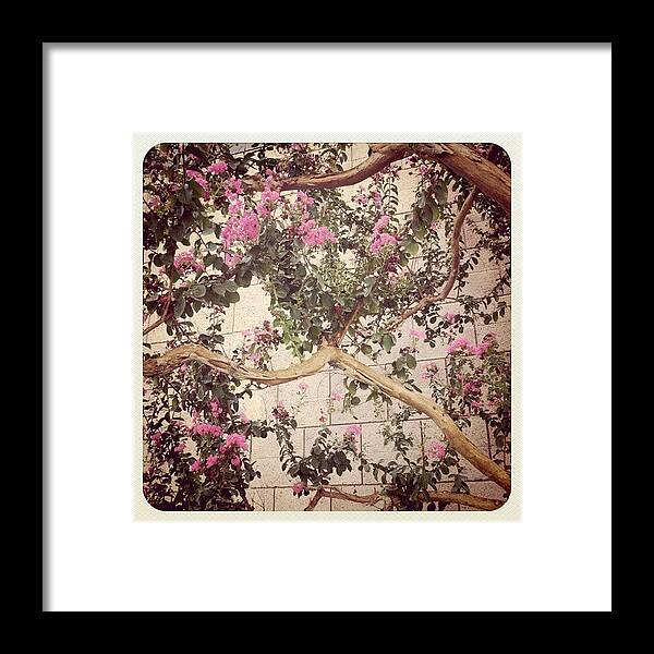 Pink Framed Print featuring the photograph Instagram Photo #921342312095 by Rachel Boyer 
