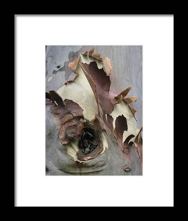 Trees Framed Print featuring the photograph A Bark In Time by Robert Margetts