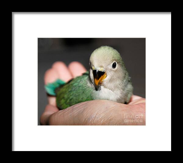 Lovebird Framed Print featuring the photograph A Bird In The Hand... by Jean A Chang