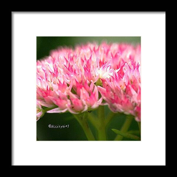 Instagram Framed Print featuring the photograph A Bouquet For My Macro Sistas! by Dccitygirl WDC