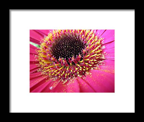 Gerbera Daisy Framed Print featuring the photograph A Dusting of Yellow by Chris Anderson