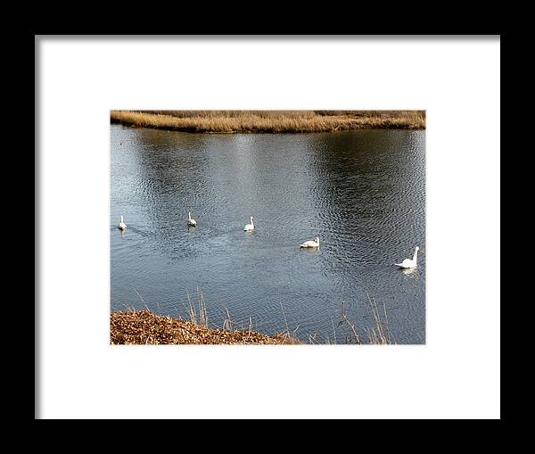 Swan Framed Print featuring the photograph A family swim by Kim Galluzzo